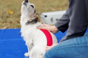 Ina Hofheinz Tierarzt Taping Hund