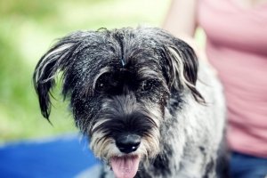 Ina Hofheinz Akupunktur Hund